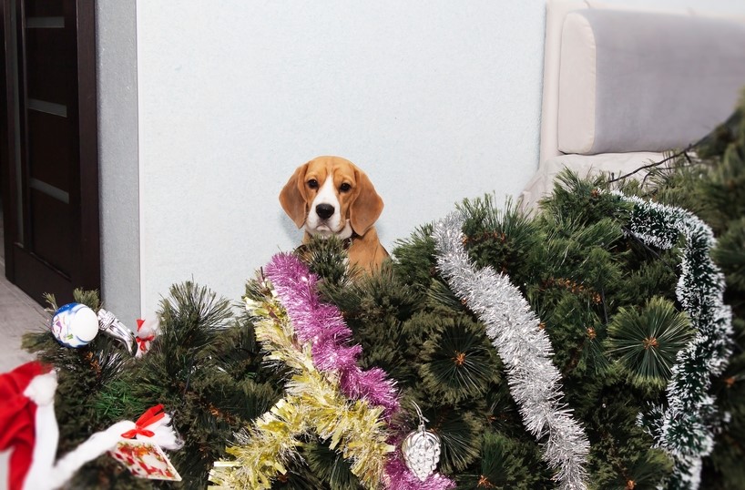 a dog sits innocently behind a fallen Christmas tree.