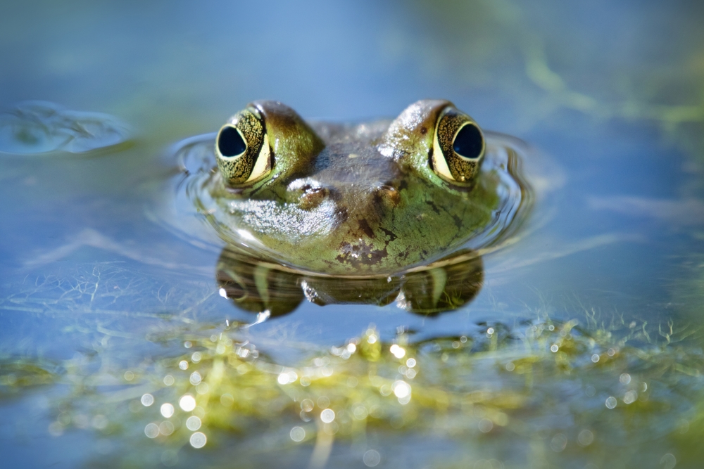 A frog pokes its head above the waterline. 